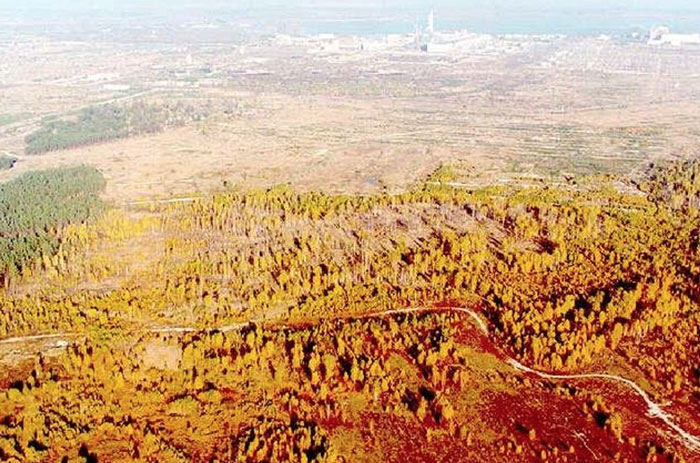 červený les černobyl