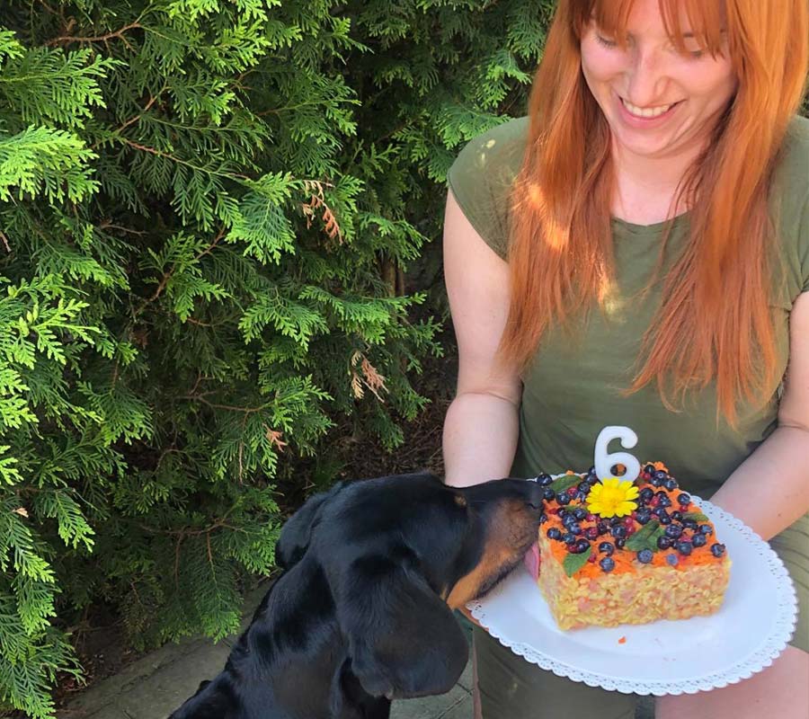 torta pre psov cake for dogs