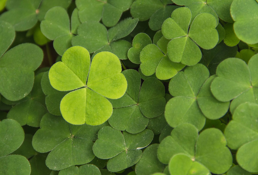 trojlistok ponorenie trojlistku shamrock irish symbol