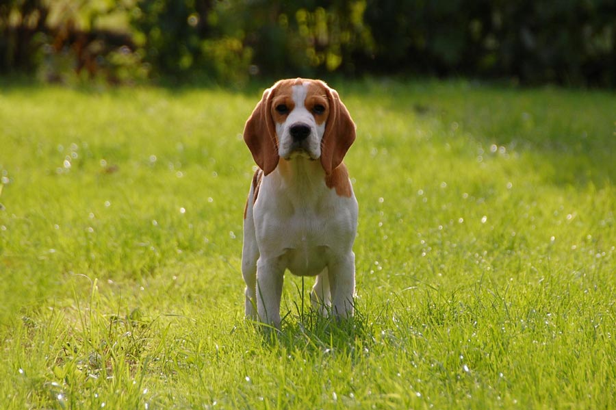beagle bigl oblubene slovenske plemeno psa rodinny pes