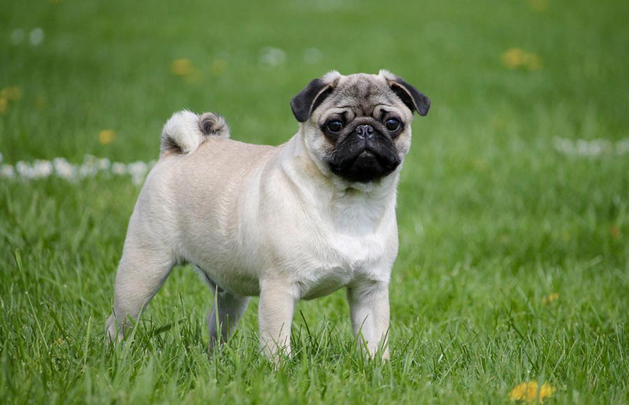 mops mopslik pug plemeno psa male plemeno psa