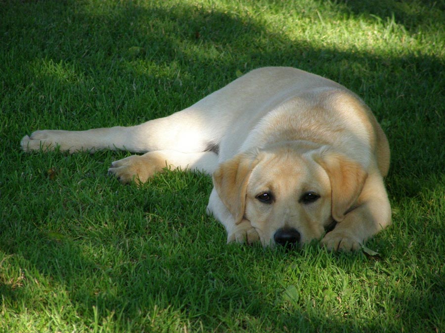 labradorsky retriever labrador retriver plemeno psa
