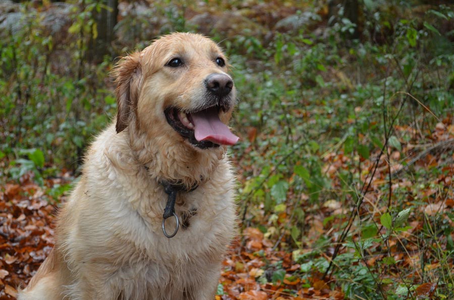 zlaty retriever zlaty retriver retriver golden retriever plemeno psa